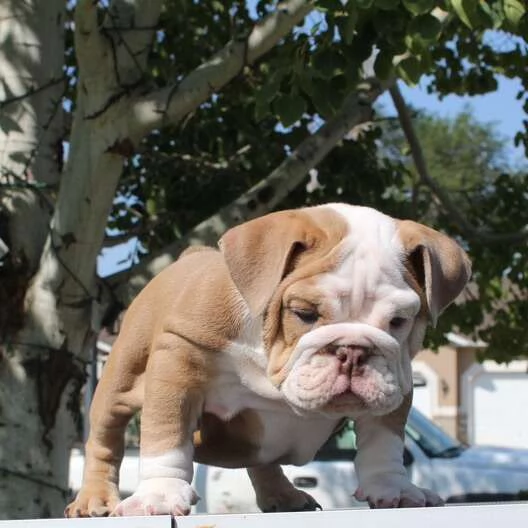 bulldog inglese cuccioli | Foto 3