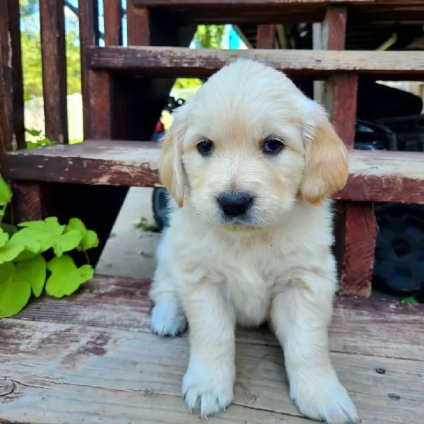 Golden retriever cuccioli