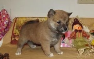 Cuccioli carini di Shiba Inu in vendita