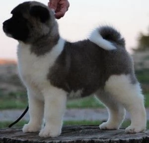 Cucciolo di Akita carino e adorabile per adozione gratuita