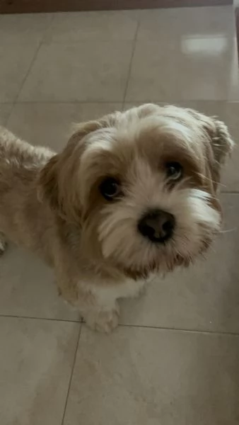 Regalo Lhasa Apso cane  | Foto 1
