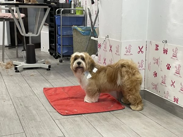 Regalo Lhasa Apso cane  | Foto 0