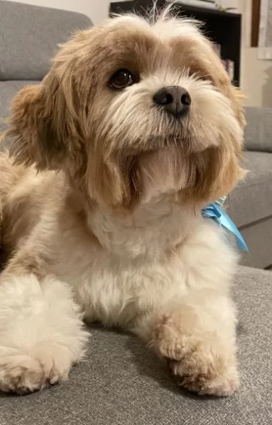 Regalo Lhasa Apso cane 