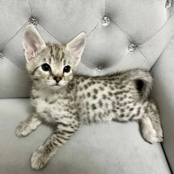 Adorabili gatti del Savannah