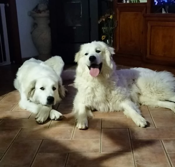 Cane da montagna dei pirenei  | Foto 2