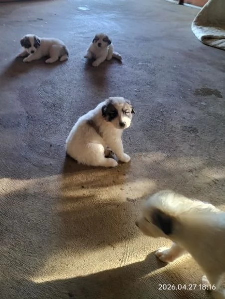 Cane da montagna dei pirenei  | Foto 0