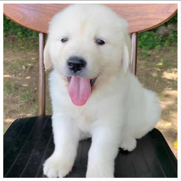  CUCCIOLI DI GOLDEN RETRIEVER / DI RAZZA | Foto 4