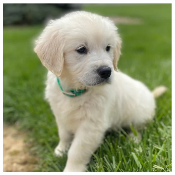  CUCCIOLI DI GOLDEN RETRIEVER / DI RAZZA | Foto 3