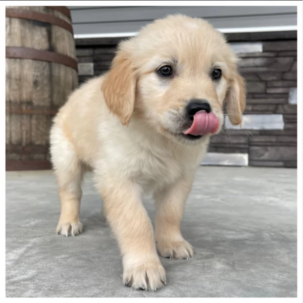  CUCCIOLI DI GOLDEN RETRIEVER / DI RAZZA | Foto 2
