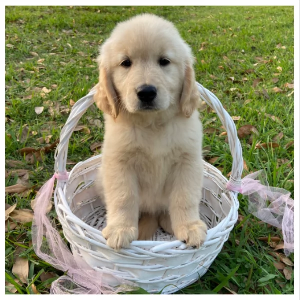  CUCCIOLI DI GOLDEN RETRIEVER / DI RAZZA | Foto 1