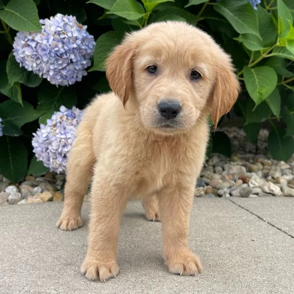  CUCCIOLI DI GOLDEN RETRIEVER / DI RAZZA