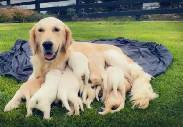  CUCCIOLI DI GOLDEN RETRIEVER / DI RAZZA | Foto 0