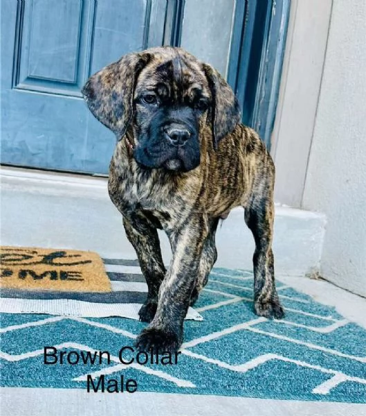 CANE CORSO