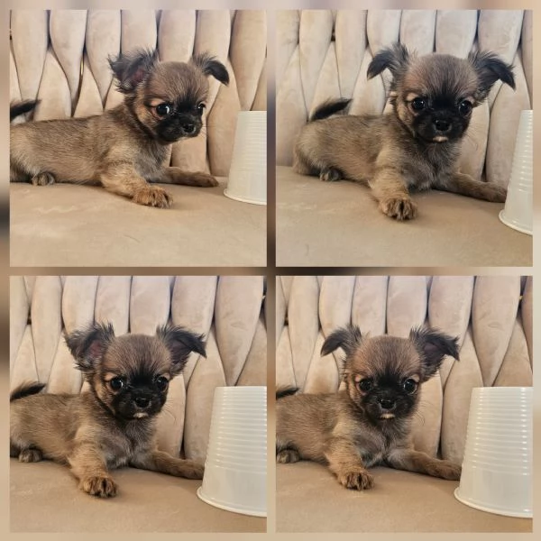 Cuccioli di chihuahua  | Foto 3