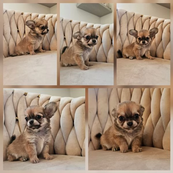 Cuccioli di chihuahua 