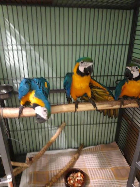 Coppia di pappagalli Ara blu e oro in adozione.