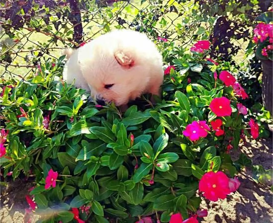 Chow Chow cuccioli in vendita