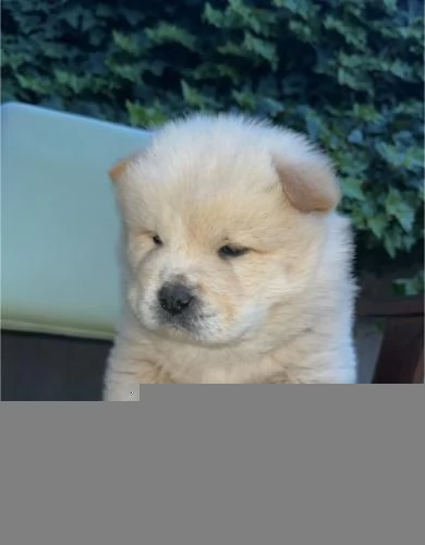 Chow Chow cuccioli in vendita | Foto 6