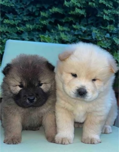 Chow Chow cuccioli in vendita | Foto 5