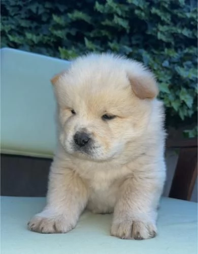 Chow Chow cuccioli in vendita | Foto 4
