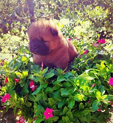 Chow Chow cuccioli in vendita | Foto 3