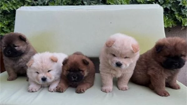 Chow Chow cuccioli in vendita | Foto 1