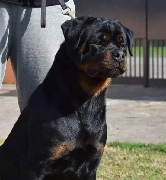 Cuccioli Rottweiler Alta Genealogia | Foto 6