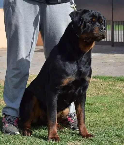 Cuccioli Rottweiler Alta Genealogia | Foto 5