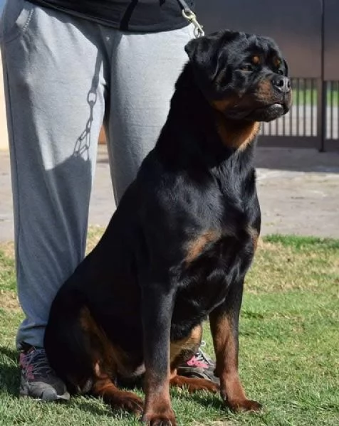 Cuccioli Rottweiler Alta Genealogia | Foto 4