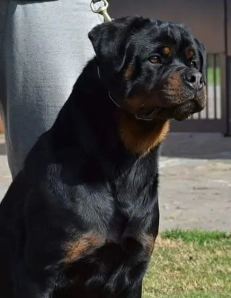 Cuccioli Rottweiler Alta Genealogia | Foto 3
