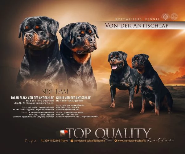 Cuccioli Rottweiler Alta Genealogia