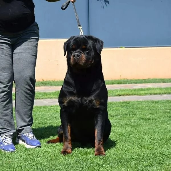 Cuccioli Rottweiler Alta Genealogia | Foto 2
