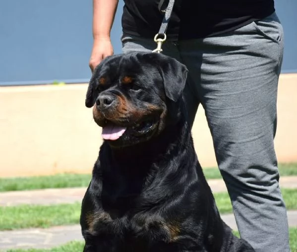 Cuccioli Rottweiler Alta Genealogia | Foto 1