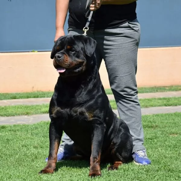 Cuccioli Rottweiler Alta Genealogia | Foto 0
