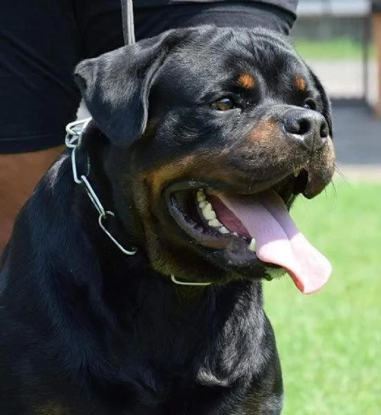 Cuccioli Rottweiler Altissima Genealogia  | Foto 6