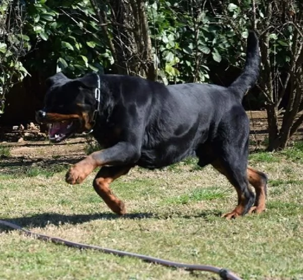 Cuccioli Rottweiler Altissima Genealogia  | Foto 5