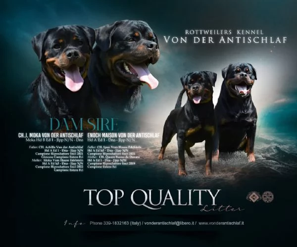 Cuccioli Rottweiler Altissima Genealogia 