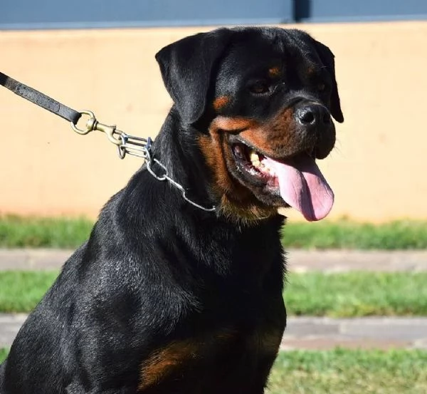 Cuccioli Rottweiler Altissima Genealogia  | Foto 4