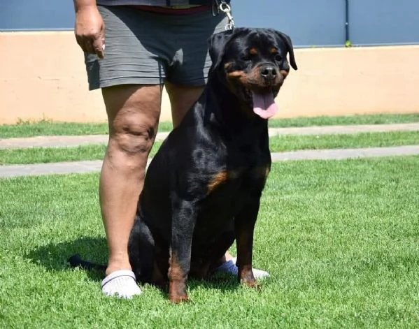 Cuccioli Rottweiler Altissima Genealogia  | Foto 3