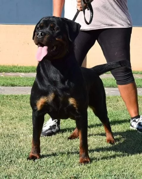 Cuccioli Rottweiler Altissima Genealogia  | Foto 2