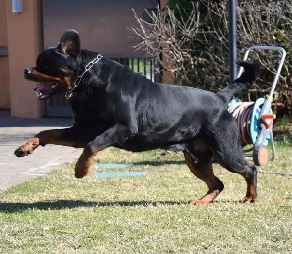 Cuccioli Rottweiler Altissima Genealogia  | Foto 1