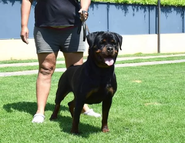 Cuccioli Rottweiler Altissima Genealogia  | Foto 0
