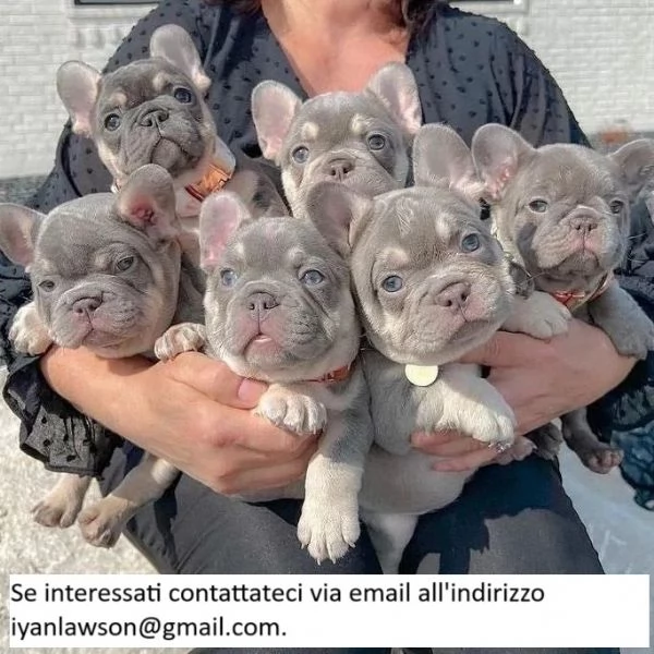 Cuccioli di bulldog francese registrati~