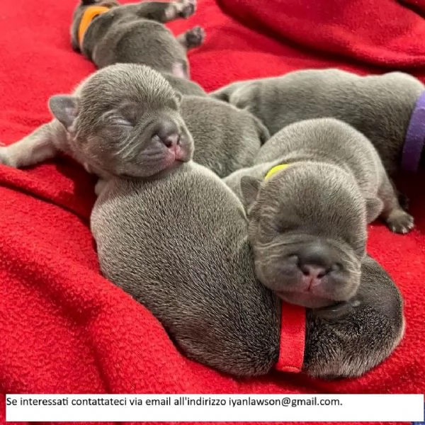 Due femmine di bulldog francese~