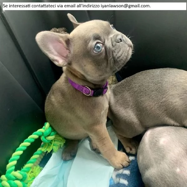 Adorabili bulldog francesi$