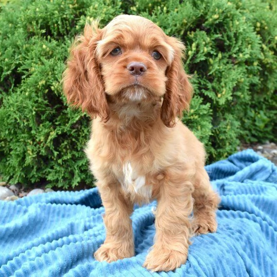 Regalo GOLDEN RETRIVER CUCCIOLI DISPONIBILE PER L'ADOZIONE Adorabili cuccioli di Golden Retriver fem