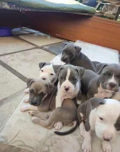 regala i nostri cuccioli di Pitbull maschi e femmine | Foto 1