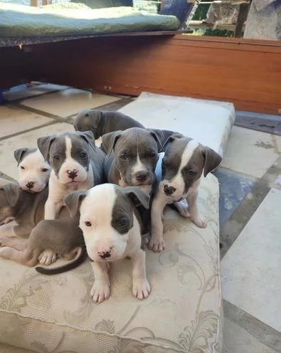 regala i nostri cuccioli di Pitbull maschi e femmine