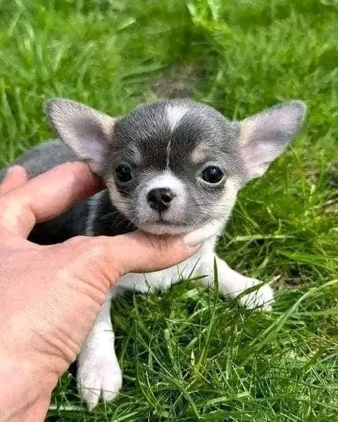 Adorabili cuccioli di Chihuahua maschi e femmine disponibili di 10 settimane  | Foto 5