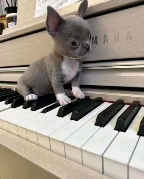 Adorabili cuccioli di Chihuahua maschi e femmine disponibili di 10 settimane  | Foto 1